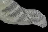 Pennsylvanian Fossil Fern (Lyginopteris) - Alabama #112728-1